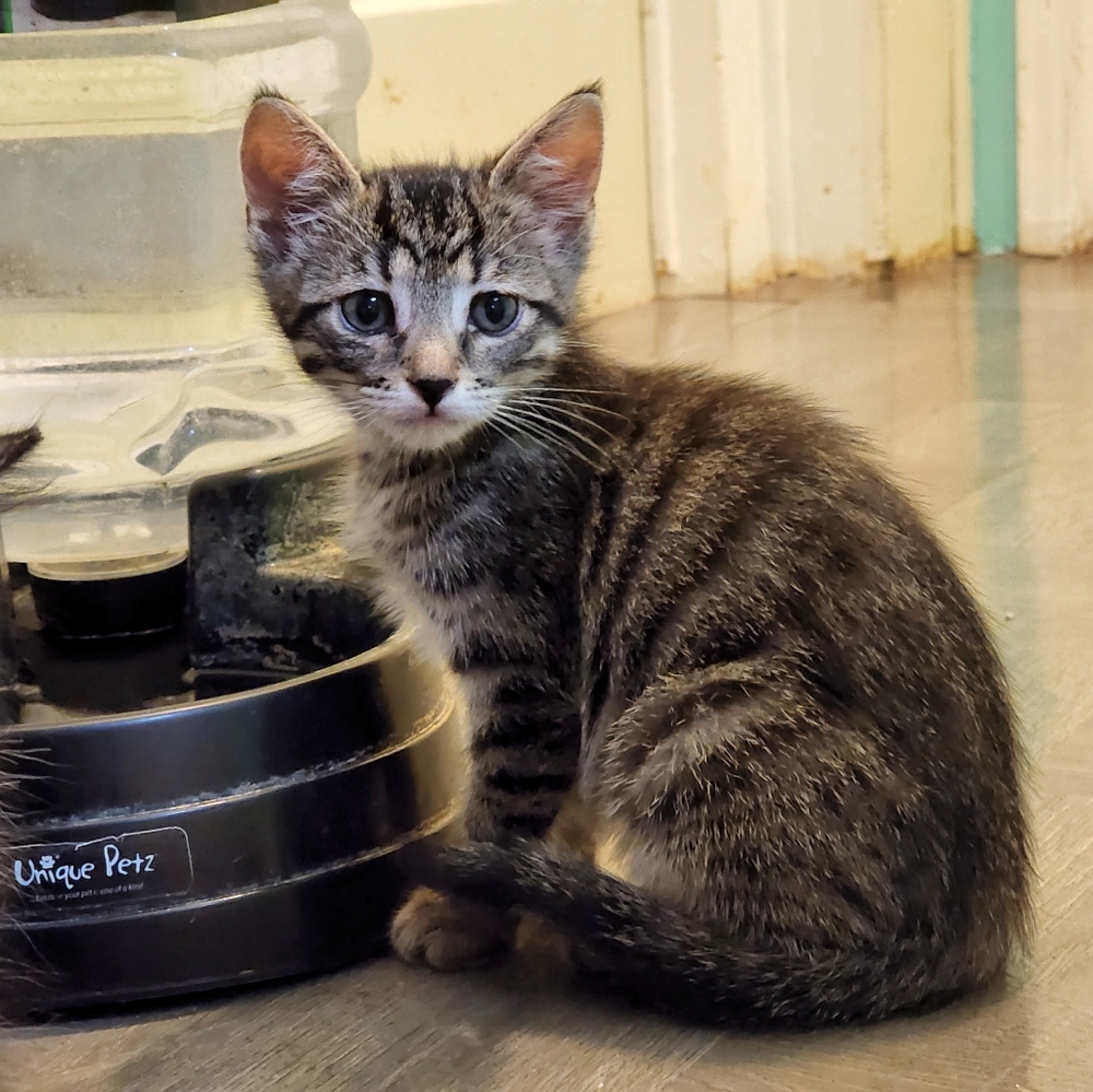 Save the kittens! - Picture 7 of 9
